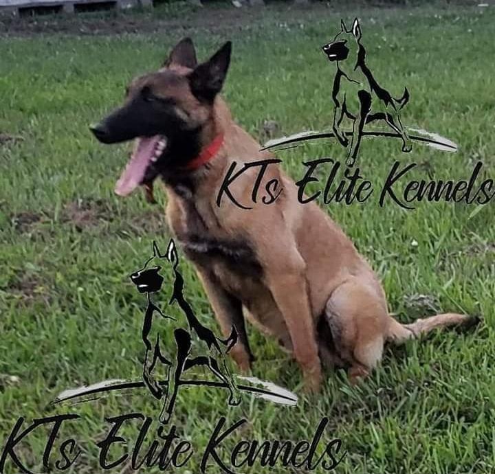 KT's Elite (Alpha) | Belgian Malinois 