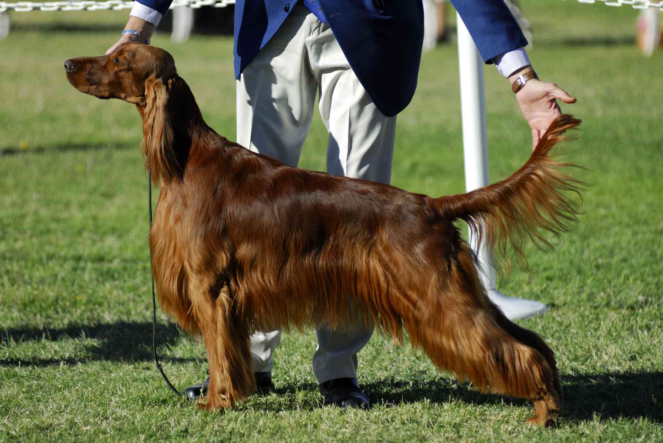 Irish Setter