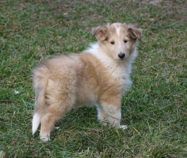 Amber Bear Brycen | Rough Collie 