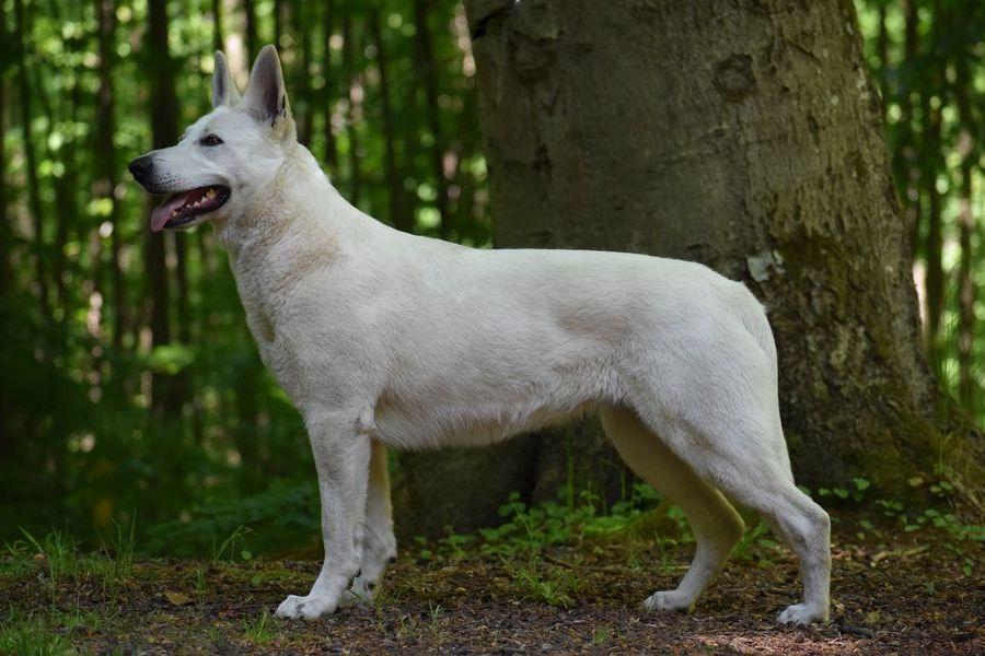 ASTRA Biale Wzgorza | White Swiss Shepherd Dog 