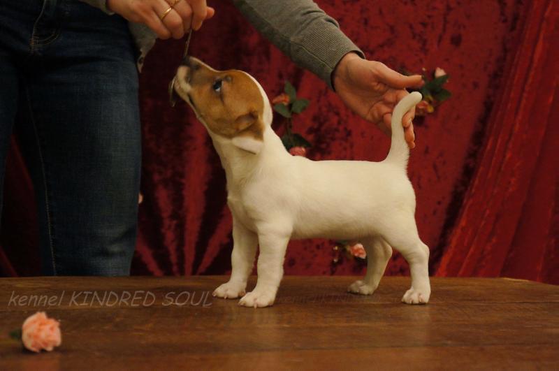 Kindred Soul Strong Major Rich | Jack Russell Terrier 