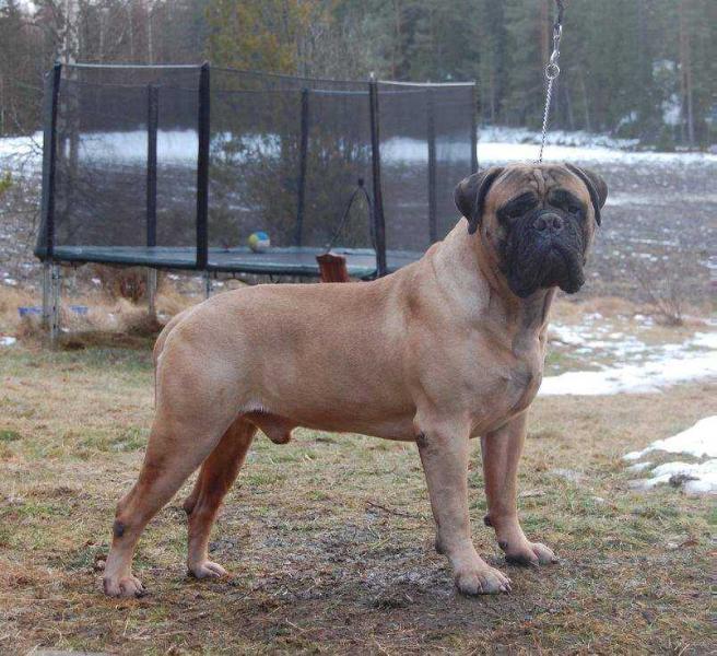 BULLBERRY ICHABOD | Bullmastiff 