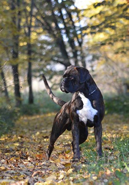 Lar'Arete Eremey | Boxer 