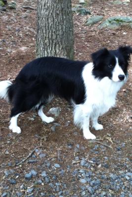 Marquee White Silk Stockings | Border Collie 