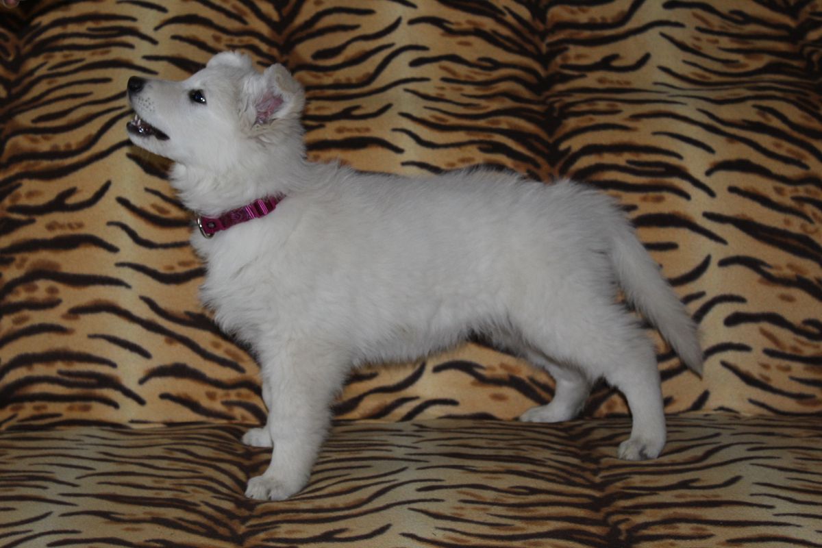 Diamond White Queen of Arida Farm | White Swiss Shepherd Dog 