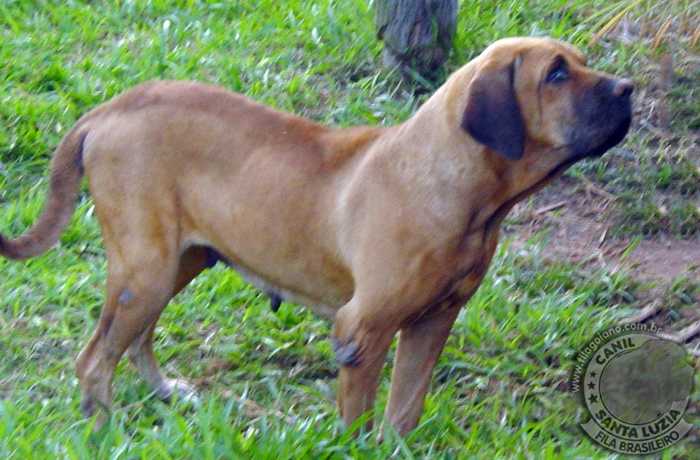 Petunia do Jawa | Fila Brasileiro 