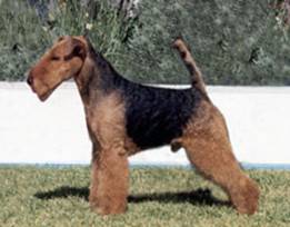 Anasazi Billy The Kid | Welsh Terrier 