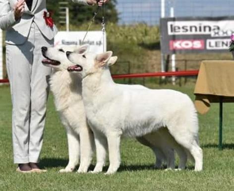 CHARA LUCKY STAR | White Swiss Shepherd Dog 