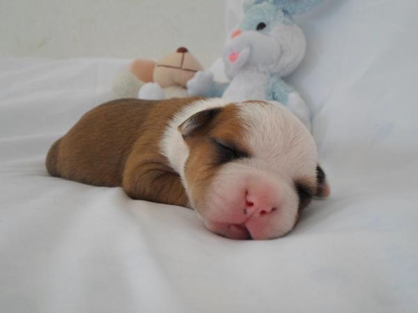 SX Sky-Blue Heaven Amelie | American Staffordshire Terrier 