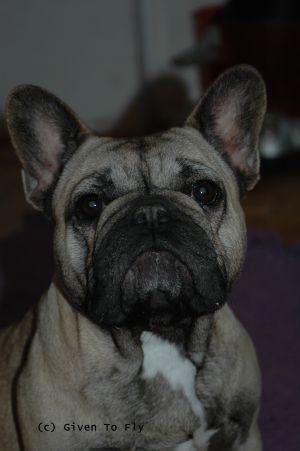 GIVEN TO FLY MOZART | French Bulldog 