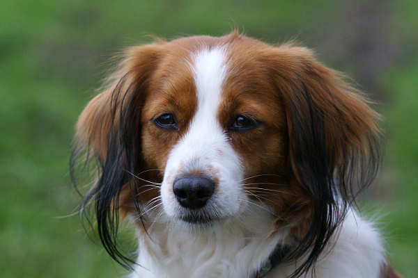 Renske | Kooikerhondje 