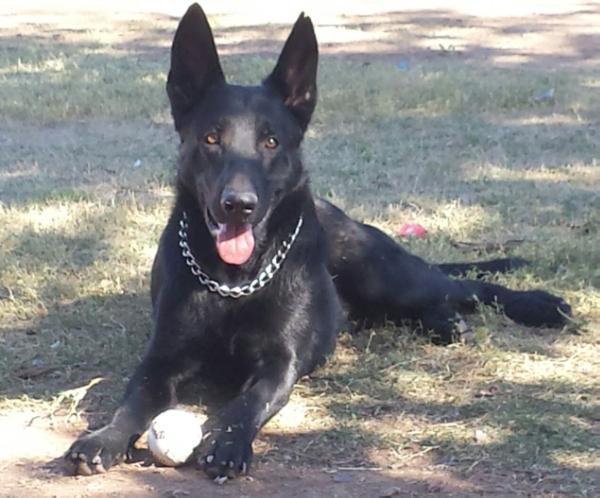 Moreno's Bravo | German Shepherd Dog 