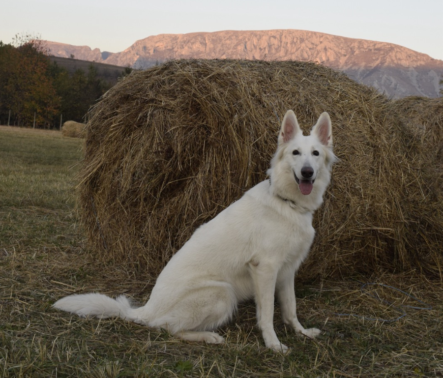 Berna Katara de Lupi Albi | White Swiss Shepherd Dog 