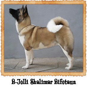 B-Djolli Shalimar Bifotaun | Akita 