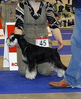 Yantarnaya businka s taganiego roga | Miniature Schnauzer 