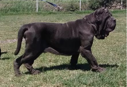 Ultimatum dello Scultore | Neapolitan Mastiff 