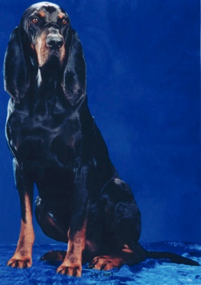 Designer Southern Enterprise | Black and Tan Coonhound 