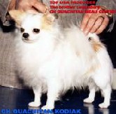 Ouachitah Kodiak | Chihuahua 