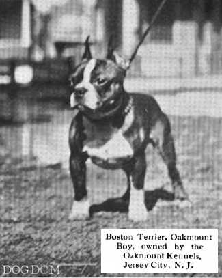 Oakmount Boy | Boston Terrier 