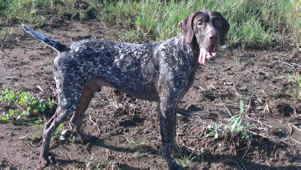 Hémon dit Hussard de la Porte de Becray | German Shorthaired Pointer 