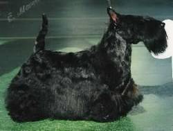 Scottish Tauer Organza | Scottish Terrier 