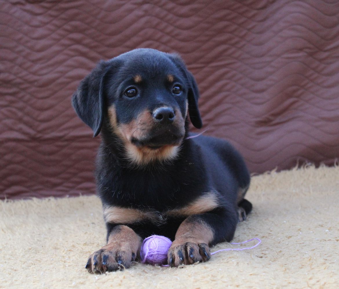 Gabriella Teren | Rottweiler 