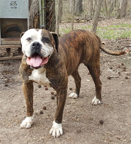 Johnson's Rowdy of Cedar Creek | American Bulldog 