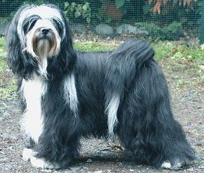 MIKUDI MONICA LU | Tibetan Terrier 