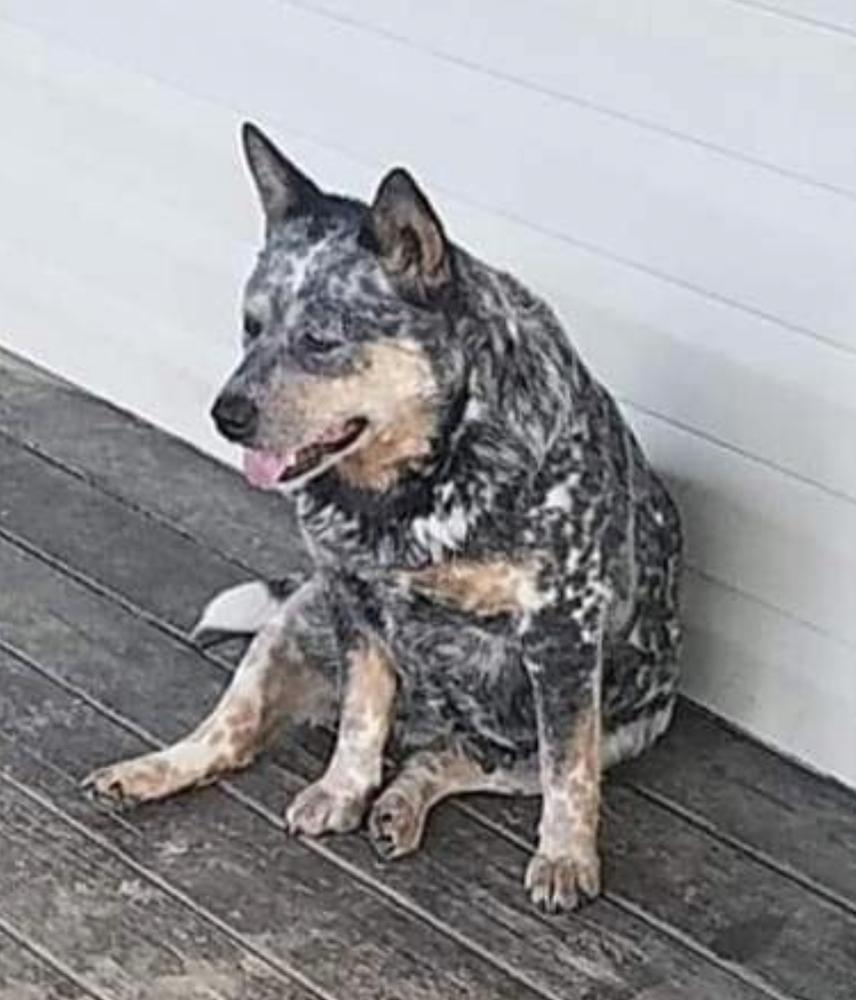 Cedar Grove Farm Patsy | Australian Cattle Dog 