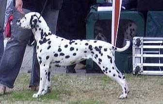 Xabea von den Muhlen Beverstedter | Dalmatian 