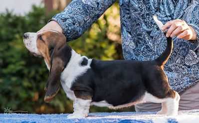 Uriel Lady Barnett's | Basset Hound 