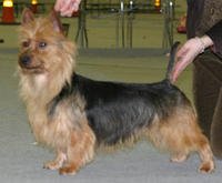 Iandor Summertime Blues At Sherex | Australian Terrier 