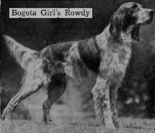 Bogota Girls Rowdy | English Setter 