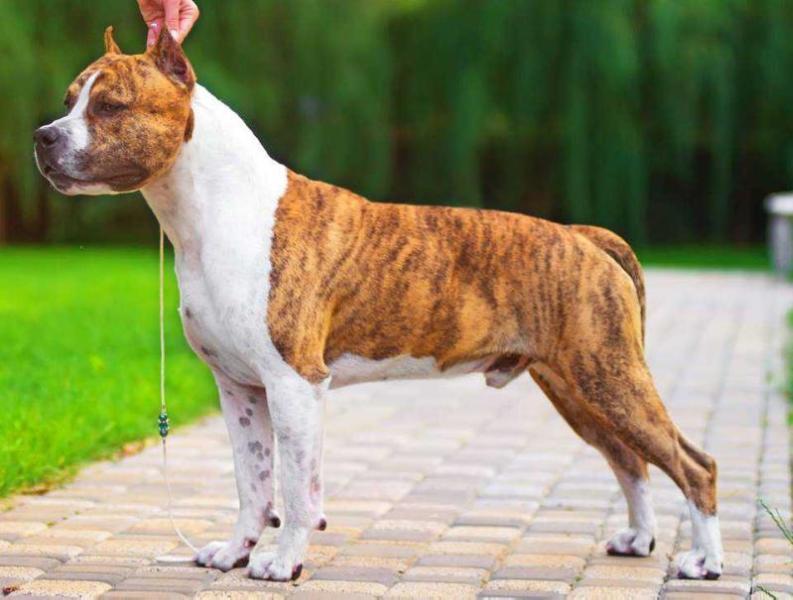 Juice With Ice Blue Diamond Rose | American Staffordshire Terrier 