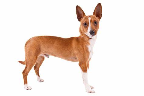 Portuguese Podengo Pequeno