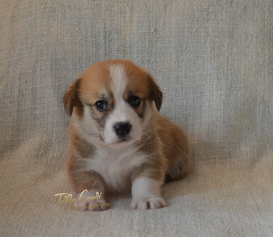 TERRA CAURI SHAMELESSLY CUTE | Pembroke Welsh Corgi 