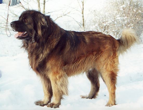 Cyrano Chaloupecke skalky | Leonberger 