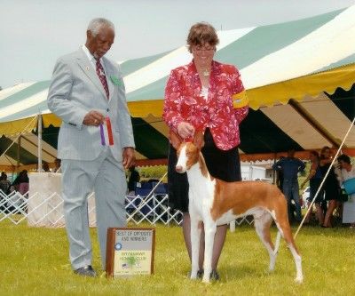 Serandida's Camelot | Ibizan Hound 