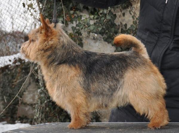 Vertu Grand Villa Rose | Norwich Terrier 