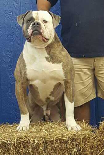 Forbidden Diablo | American Bulldog 