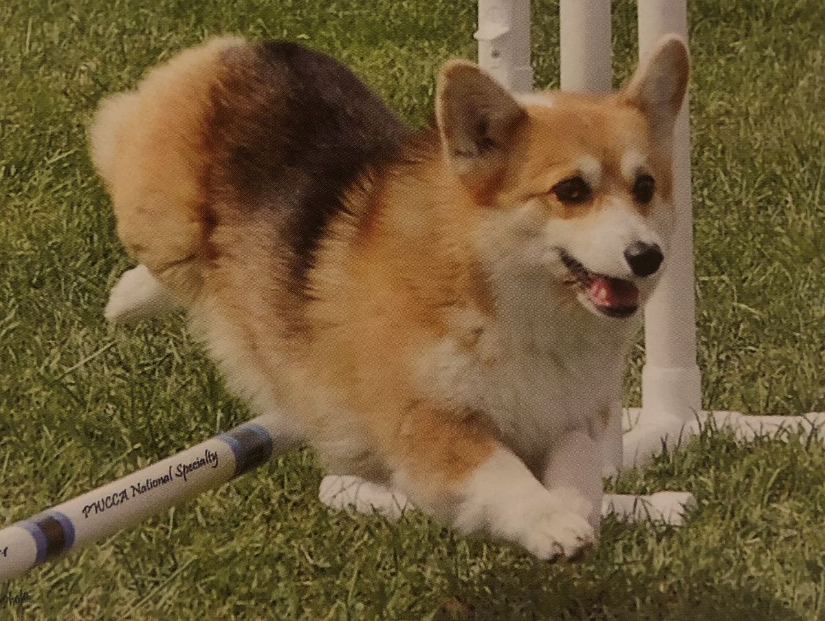 Triple H Midnight Magic Brew | Pembroke Welsh Corgi 
