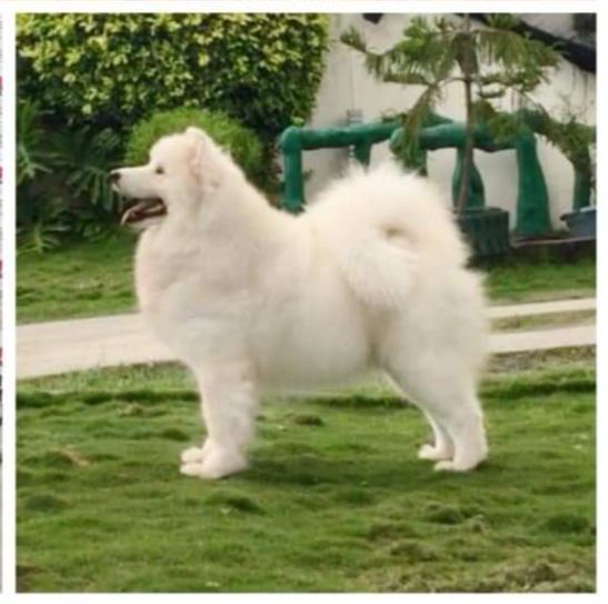 Dorian Spring Yani Vesta | Samoyed 