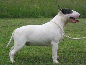 Azraeel’z Dreamcather | Bull Terrier 