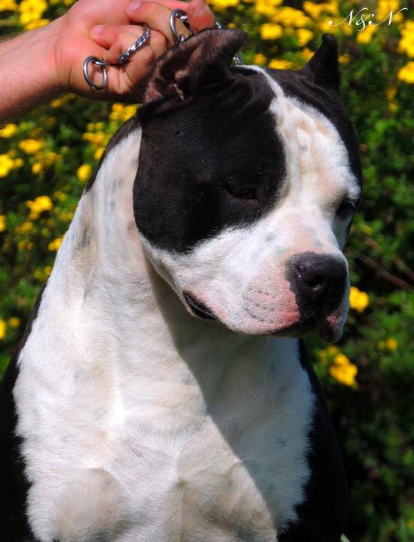 Idol Cosa Nostra Impero | American Staffordshire Terrier 