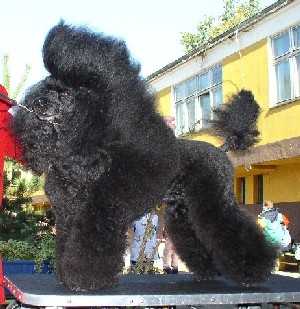 QUEEN OF THE RING Czarna Fuga | Poodle 