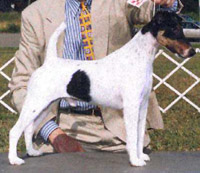 Adaire's Diologue of Fieldron | Smooth Fox Terrier 