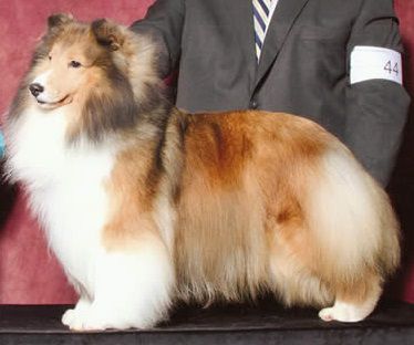 Solange Body Language | Shetland Sheepdog 