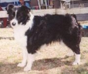 Dajarra Jazz-It-Up | Border Collie 