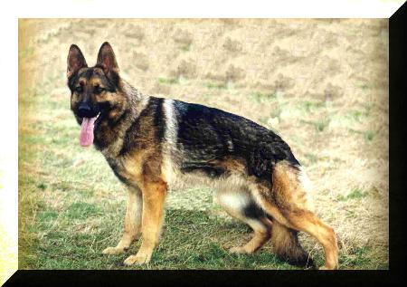 Kweo's Yodie | German Shepherd Dog 