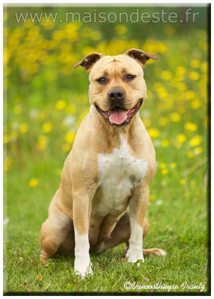 Evita de la maison d este | American Staffordshire Terrier 